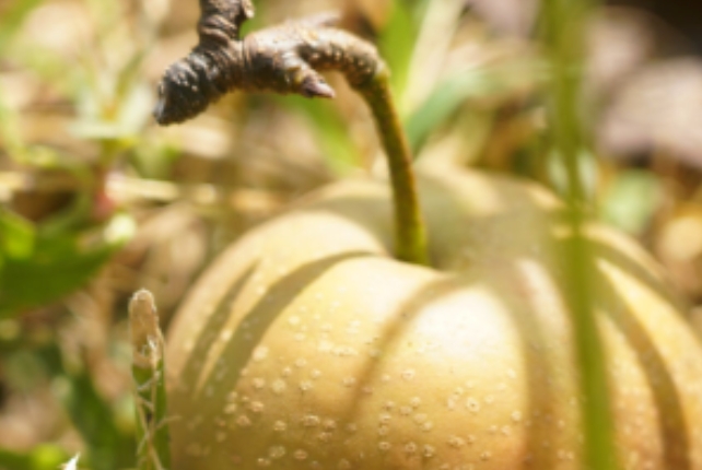 白露润物细 秋风送爽来