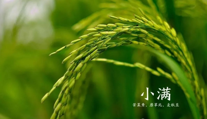 清暑祛湿正当时，梨品润养巧度夏